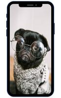 Fondos de pantalla de pug captura de pantalla 1