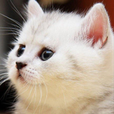 Fondos pantalla gatos blancos