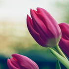Fondos de pantalla tulipanes icono