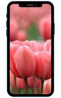 Tulips Wallpapers پوسٹر