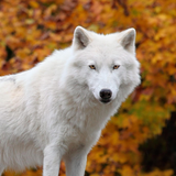 White Wolf Wallpapers APK