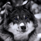 Wolf Tapeten Zeichen