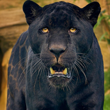 Black Panther Wallpapers APK
