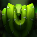 Snake The Best Free Game