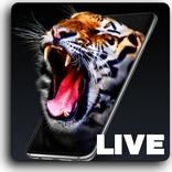 GIF Wallpapers - Live Background Wallpaper