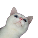 Cat Stickers For Whatsapp APK