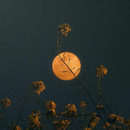 Dark Wallpaper APK