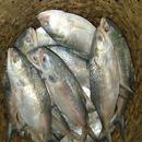 Hilsa Fish Saad APK