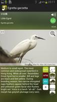 Common Birds of Hong Kong captura de pantalla 2