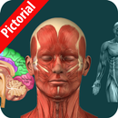 Human Anatomy 2019 APK