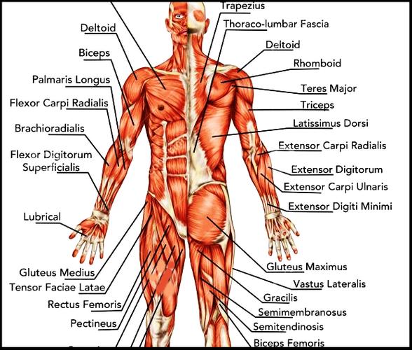 Descarga de APK de Anatomía Humana 3D. 👭Descubre el Cuerpo Humano para  Android