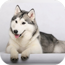 Husky lèche verre Vidéo LWP APK