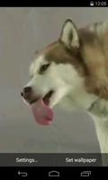 Husky licks glass Video LWP penulis hantaran