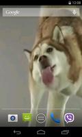 Husky licks glass Video LWP screenshot 1