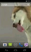 Husky licks glass Video LWP screenshot 2