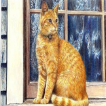 I am a stray cat guide