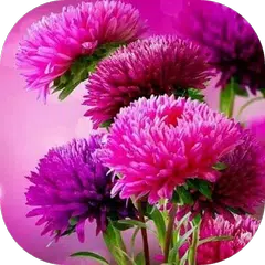 Imágenes de flores hermosas APK download