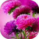 Imágenes de flores hermosas APK