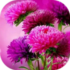 Imágenes de flores hermosas icon