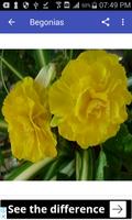 Imágenes de flores hermosas screenshot 1