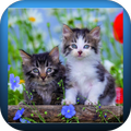 cute cats wallpapers & images
