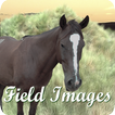 Field Images icon