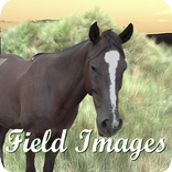 Field Images