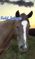 Field Images poster