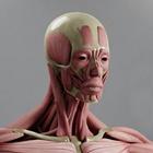 Irusu Human Anatomy 4D VR AR ícone