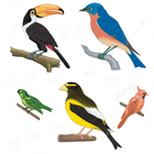 A to Z Birds Name icône