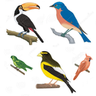 A to Z Birds Name أيقونة