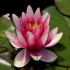 AtoZflowersname Zeichen