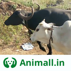 गाय भैंस खरीदें बेचें Animall 圖標