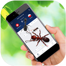 APK مورچه روی صفحه نمایش