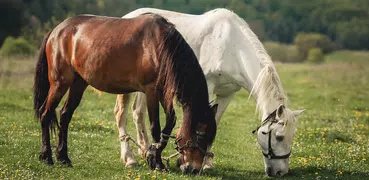 Suoni di suoni di cavallo