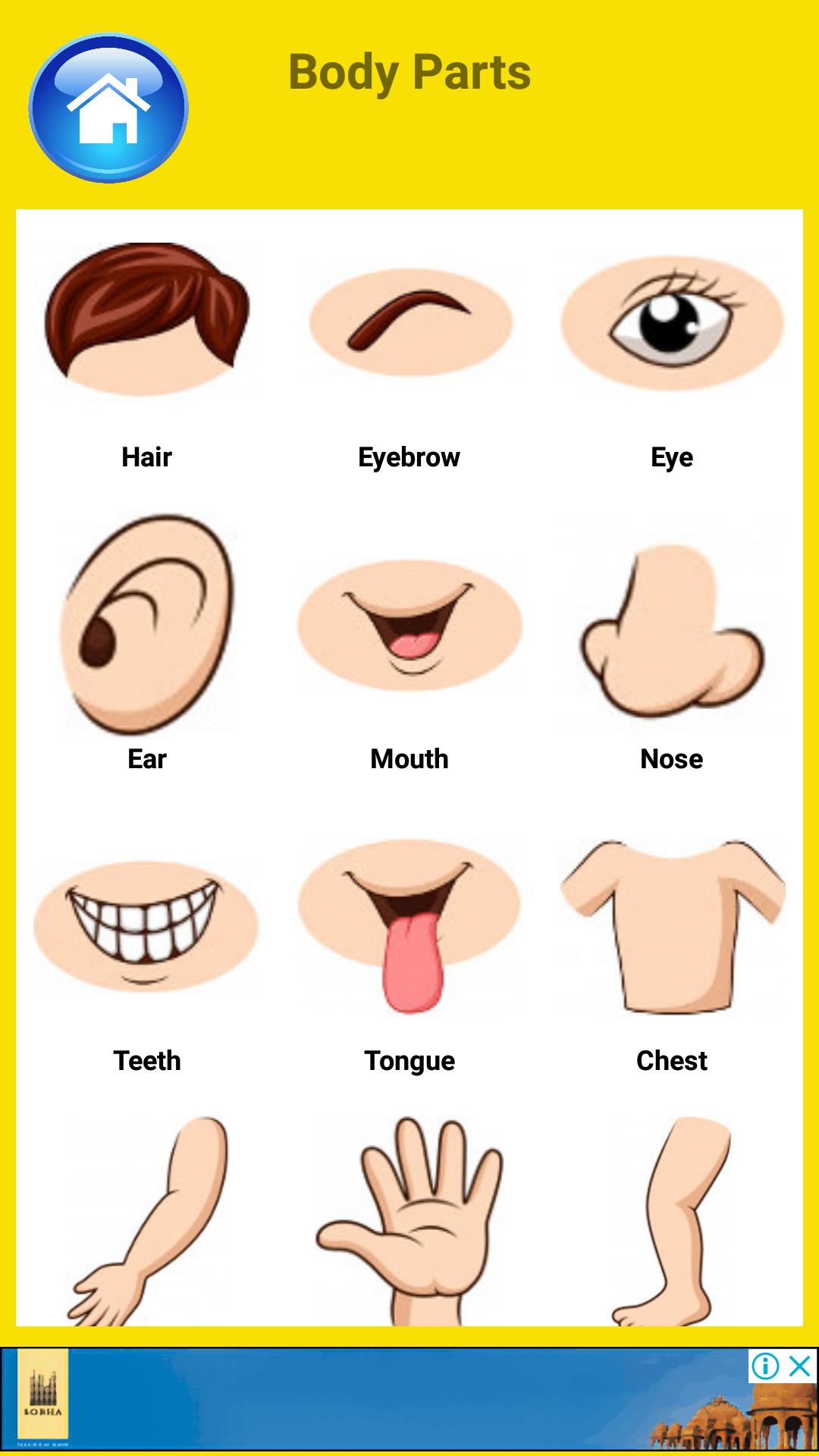 Parts Of The Body Learning Chart