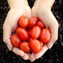 Social Welfare Policies APK