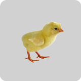 Icona Broiler Farm Management