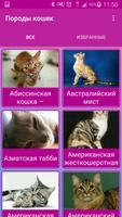 Породы кошек Affiche