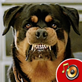 Suara Anjing Asli