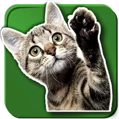 WASticker Cats APK download