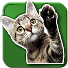 WASticker Cats أيقونة