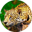 BBC Earth HD (Unofficial)