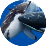 Discovery HD (Unofficial)