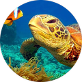 NatGeo Wild HD (Unofficial)