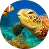 NatGeo Wild HD (Unofficial) APK
