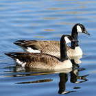 Canadian Birds simgesi