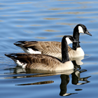 Canadian Birds icône