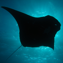 Lady Elliot Island APK