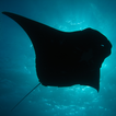 Lady Elliot Island